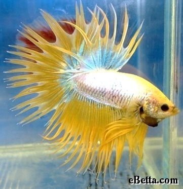 Crowntail Yellow